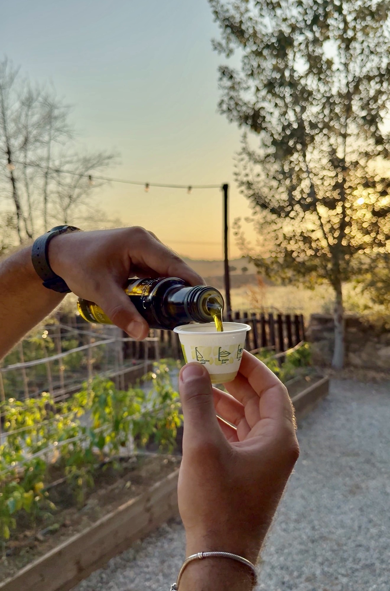 Olive oil poured into a tasting cup at sunset among the gardens.