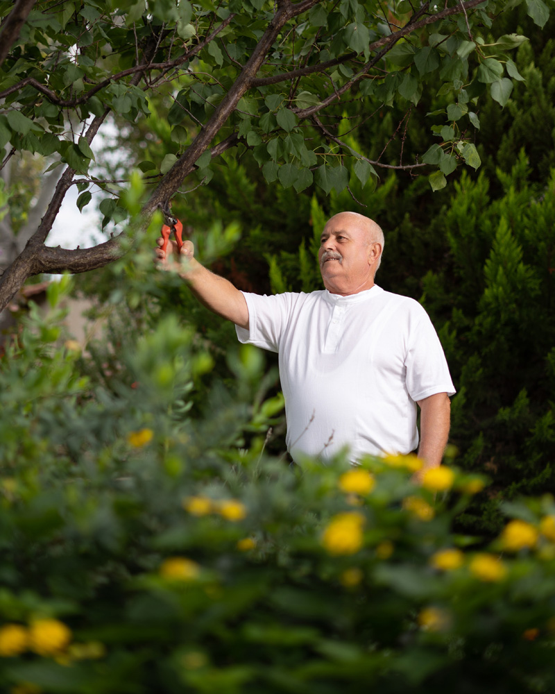 Gardener pruning trees in the Petrino gardens